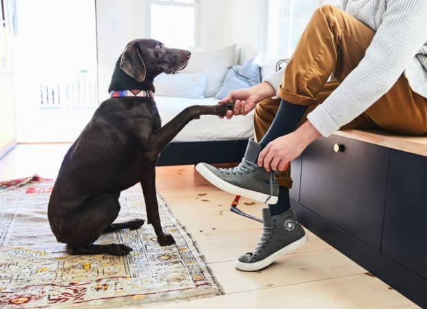 Photo of dog shaking a paw