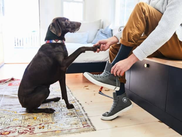 Dog shaking a paw
