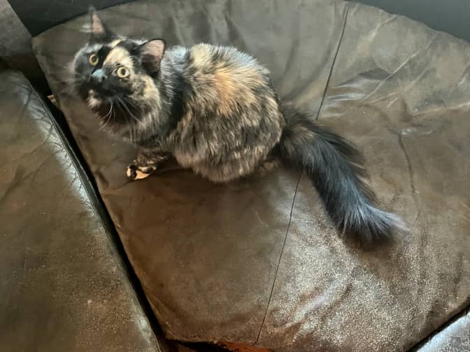 A cute cat sitting on the stain on a leather couch and covering it up beautifully.