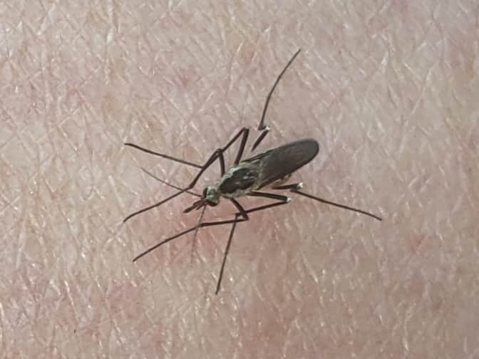 Photo of mosquito on skin