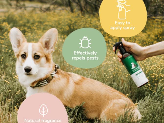 Image of corgi in grass getting sprayed with flea & tick spray
