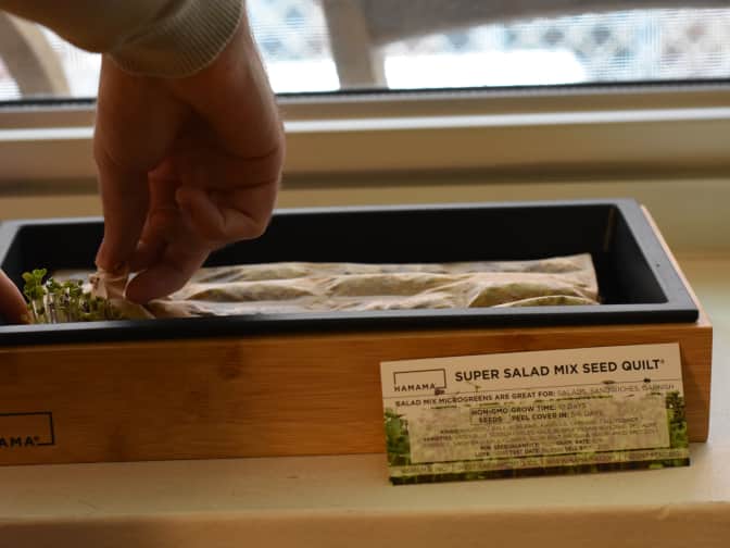 Photo of Hamama Microgreens Grow Kit with Super Salad Mix Seed Quilt growing