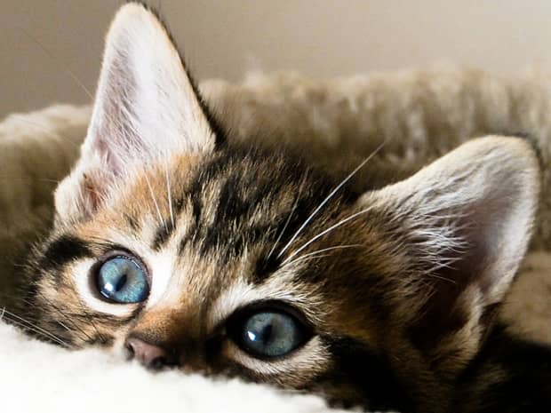 Photo of kitten peeking its head up so you can see its ears and eyes
