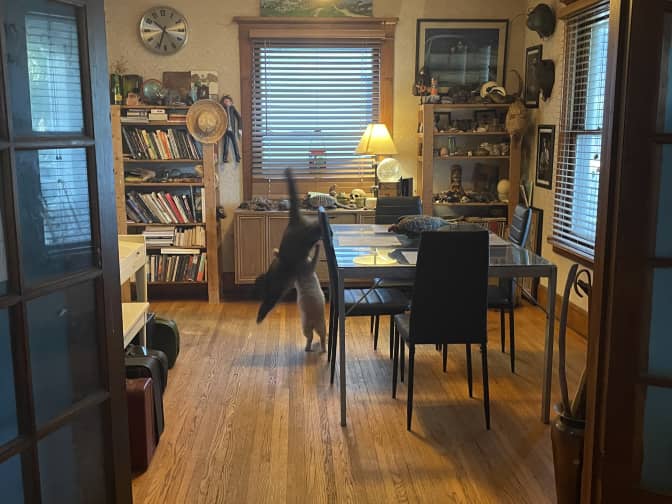 Hardwood floors after they have been cleaned and dried.
