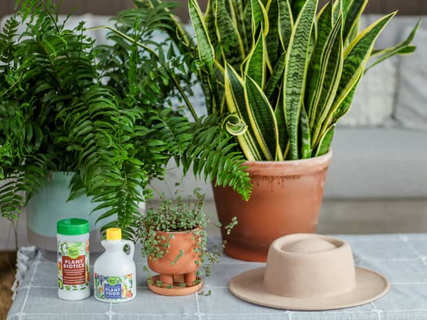 Image of two plants in pots. 