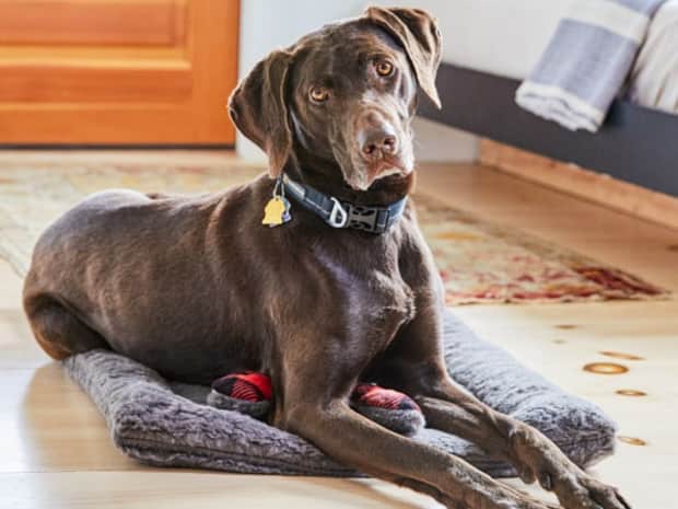 A dog laying up right looking at the camera.