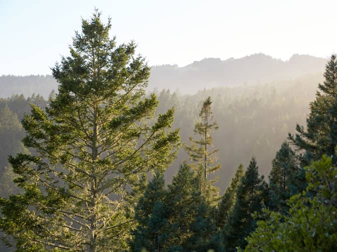 Photo of trees and mountains