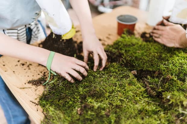 Photo of person grabbing moss on table