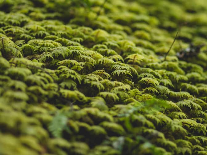 Close-up photo of green moss