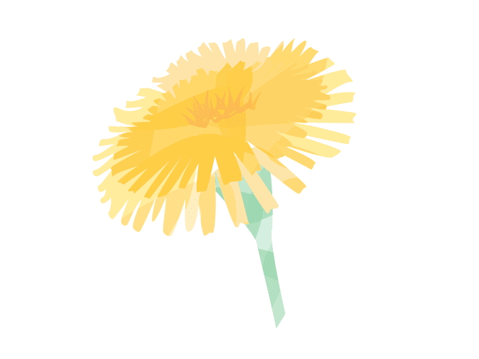 Dandelion illustration