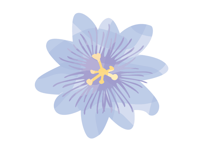 Illustration of a passion flower